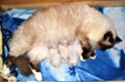 Raika con i suoi cuccioli ad 1 Giorno di vita